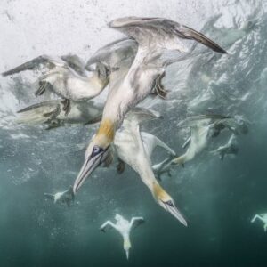 A Flock of Marine Birds