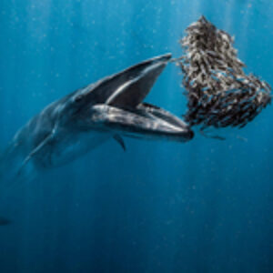 Ocean Photographer of the Year 2024 Winners Unveiled