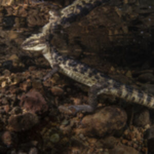 Behind the Shot: Costa Rican Caiman