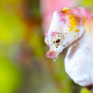 Discovering a New Coloration of the Pontohi Pygmy Seahorse: An Unexpected Adventure in Alor