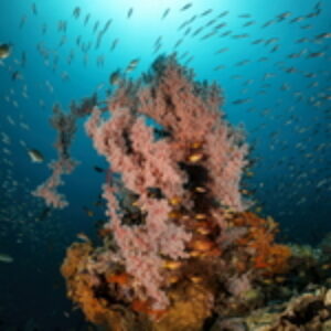 Diving Misool, Raja Ampat’s Second King