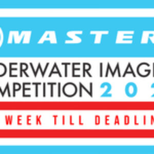 Final Week: DPG Masters Underwater Imaging Competition 2024