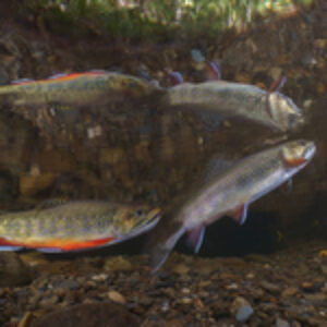 Photographing an Appalachian Icon: The Brook Trout