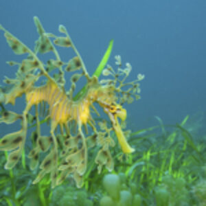 South Australia: Mission Leafy Seadragon