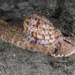 Harpa Snails: More Than Just a Pretty Shell