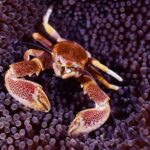 Porcelain Crabs: The Elegant Eccentrics of the Marine World